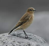 Northern Wheatear