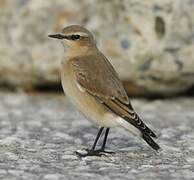 Northern Wheatear