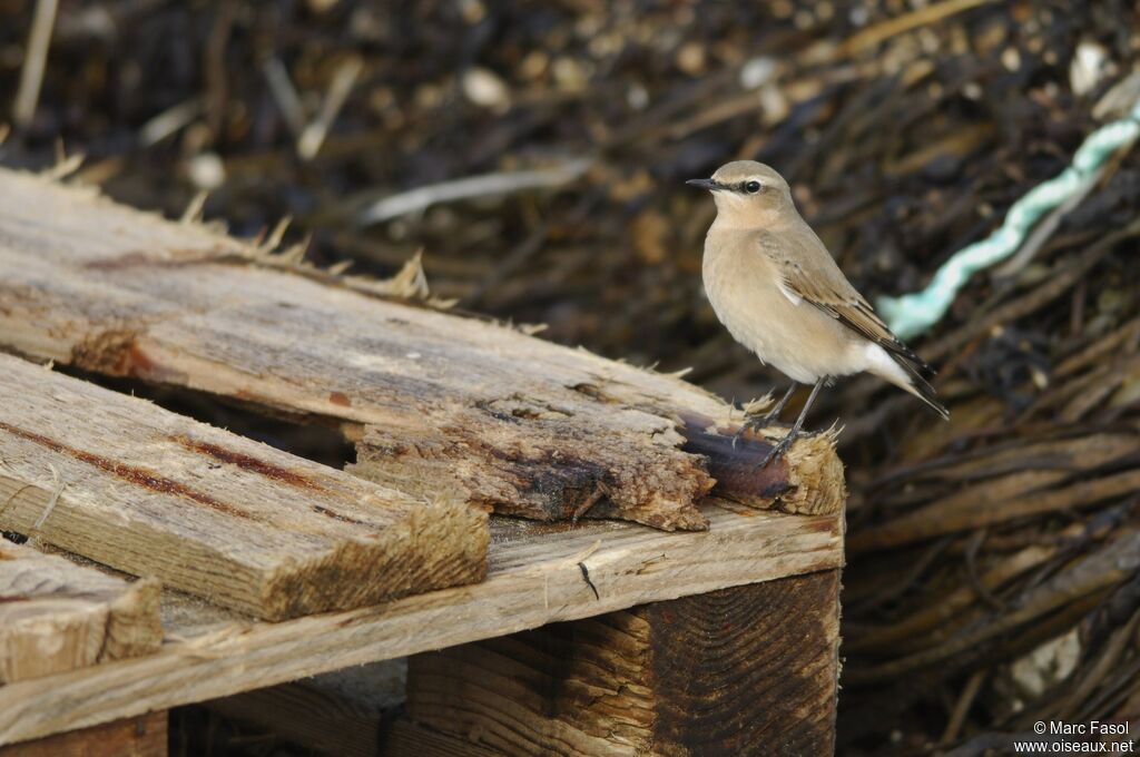 Northern Wheatear female adult post breeding, identification