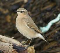 Northern Wheatear