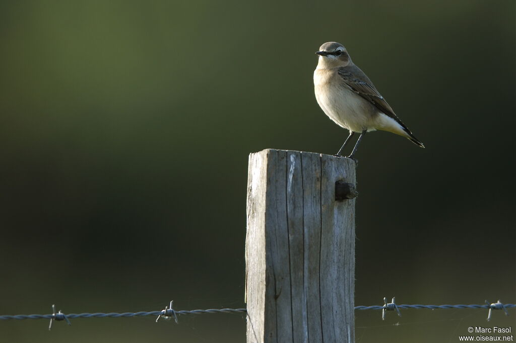 Northern Wheatear male adult post breeding, identification