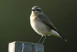 Northern Wheatear