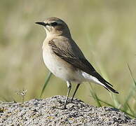 Northern Wheatear