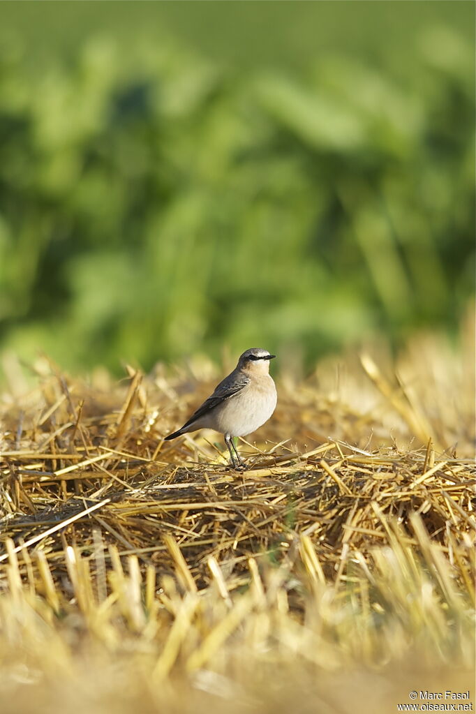 Northern Wheatearadult post breeding, identification