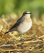 Northern Wheatear