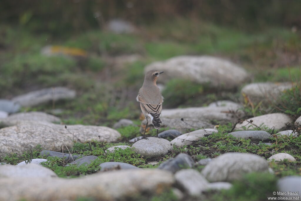 Northern Wheatear male adult post breeding, identification