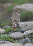 Northern Wheatear