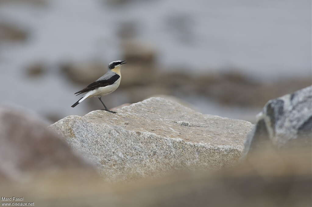 Northern Wheatear male adult breeding, habitat, song