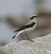 Northern Wheatear