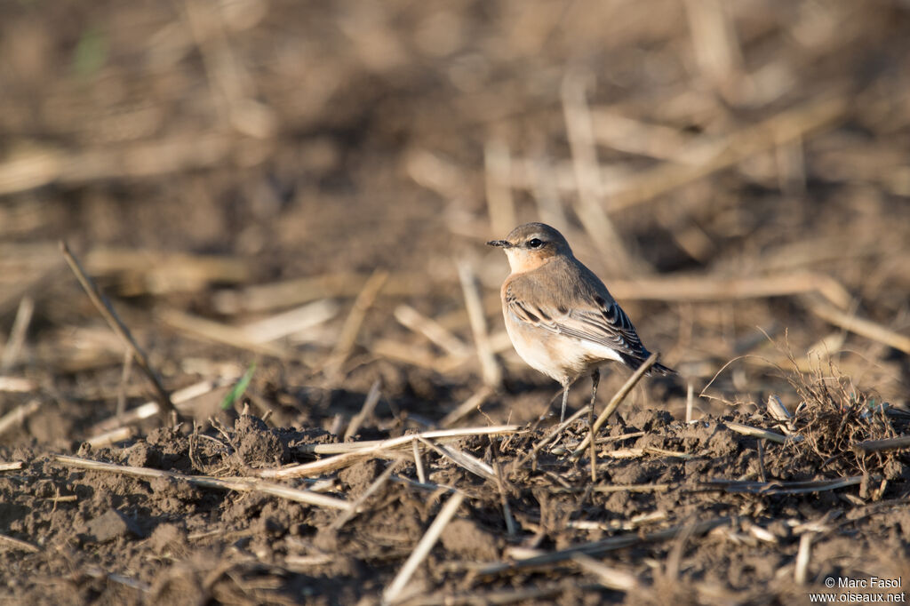 Northern Wheatear female