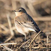 Northern Wheatear