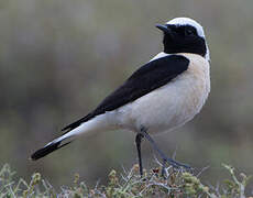 Eastern Black-eared Wheatear