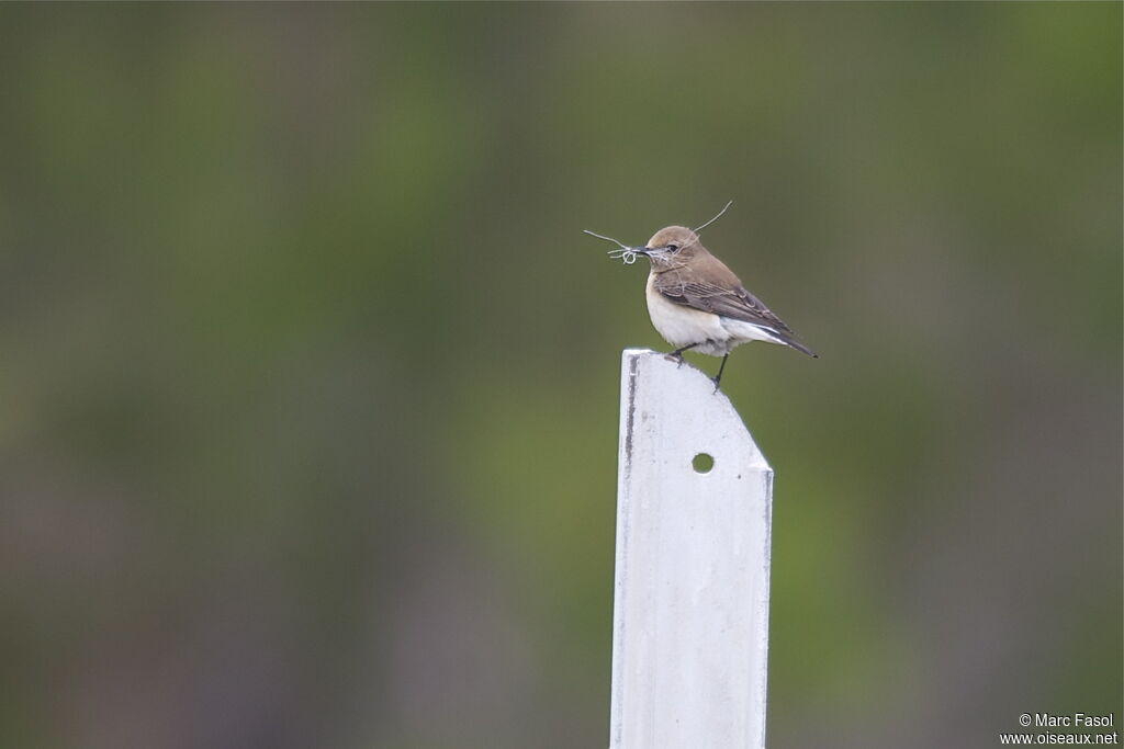 Eastern Black-eared Wheatear female adult breeding, Reproduction-nesting, Behaviour