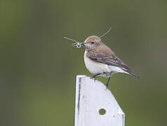 Eastern Black-eared Wheatear