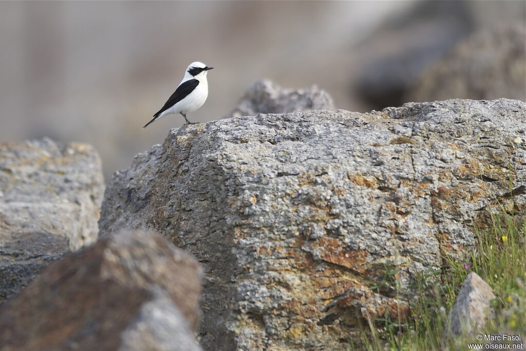 Eastern Black-eared Wheatear male adult breeding, identification