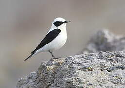 Eastern Black-eared Wheatear