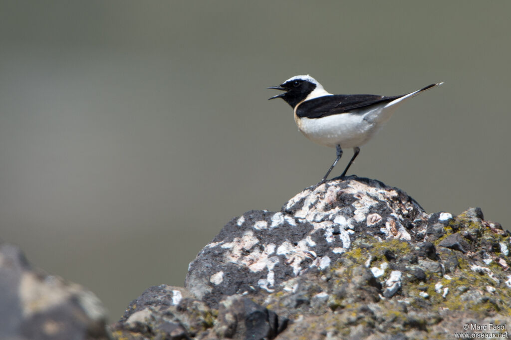 Eastern Black-eared Wheatear male adult, song