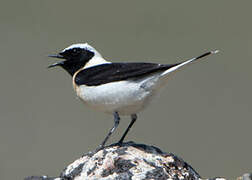 Eastern Black-eared Wheatear