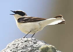 Eastern Black-eared Wheatear