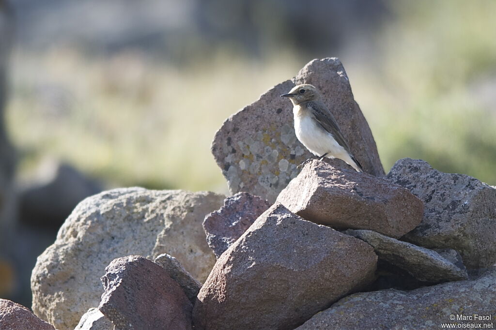 Eastern Black-eared Wheatear female adult breeding, identification