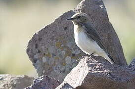 Eastern Black-eared Wheatear