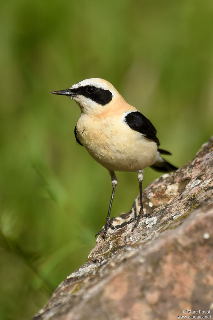 Western Black-eared Wheatear male adult breeding, identification