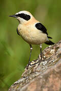 Black-eared Wheatear