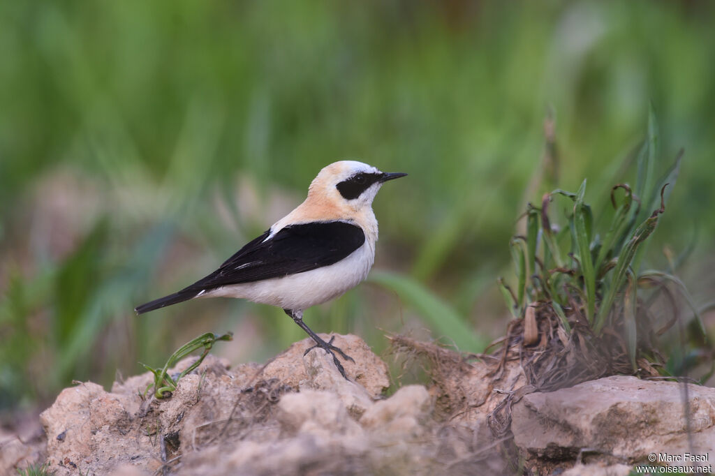 Western Black-eared Wheatear male adult breeding, identification