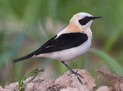 Western Black-eared Wheatear