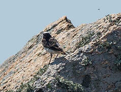 Pied Wheatear