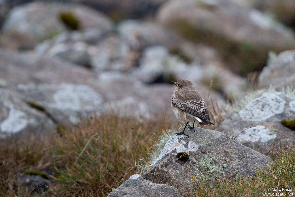 Pied Wheatearimmature, identification