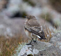 Pied Wheatear