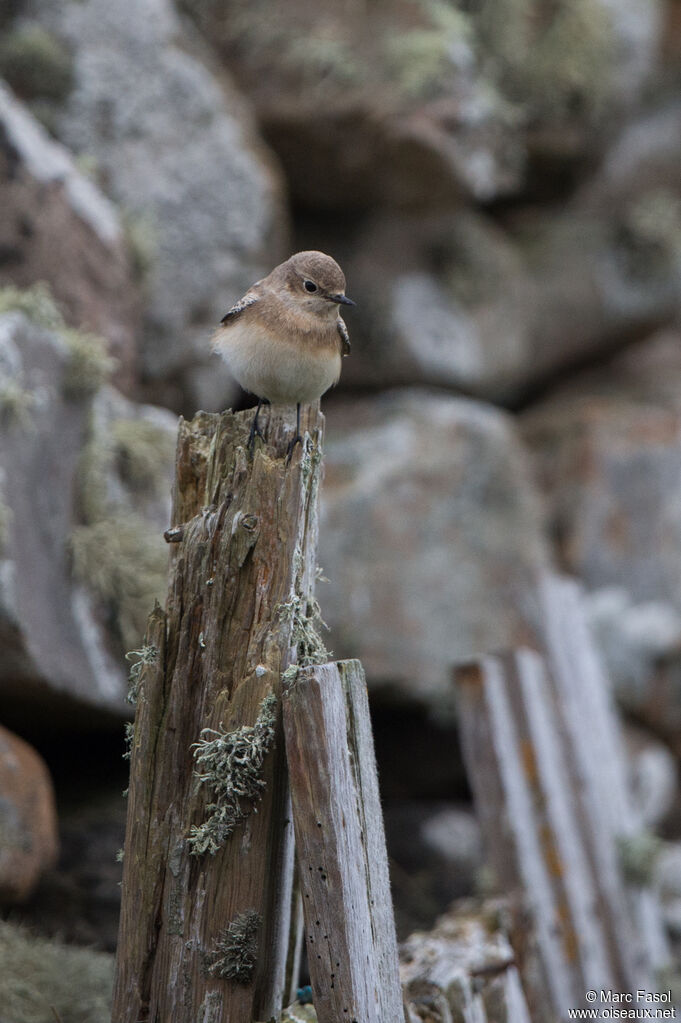 Traquet pieimmature, identification