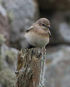 Pied Wheatear