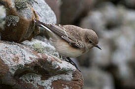 Pied Wheatear