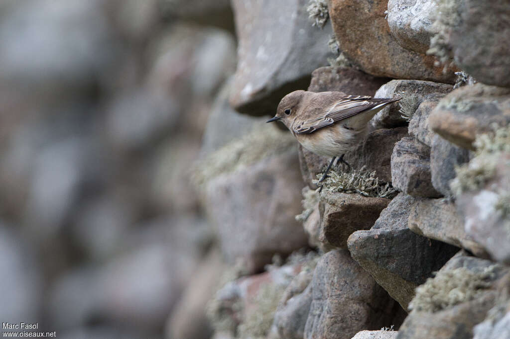 Pied WheatearFirst year, habitat, camouflage, pigmentation, fishing/hunting