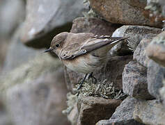 Pied Wheatear