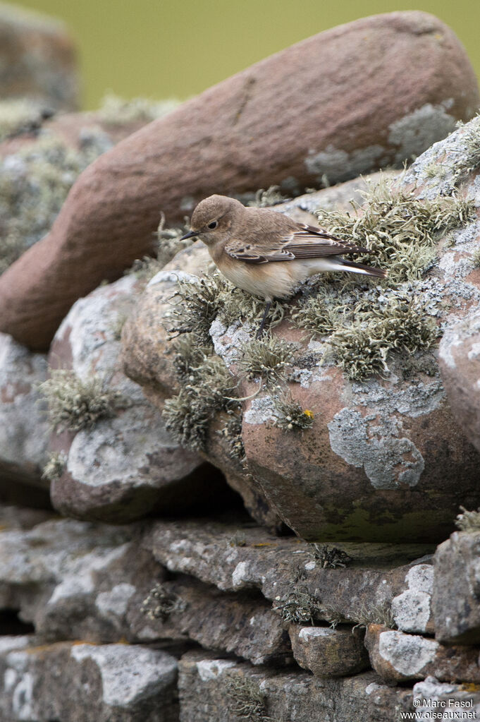 Pied Wheatearimmature, identification