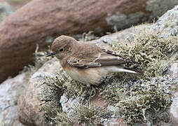 Pied Wheatear