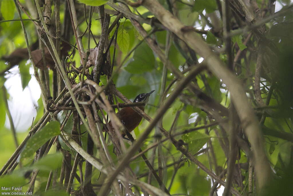 Troglodyte à calotte noireadulte, habitat, Comportement