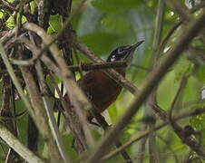 Bay Wren