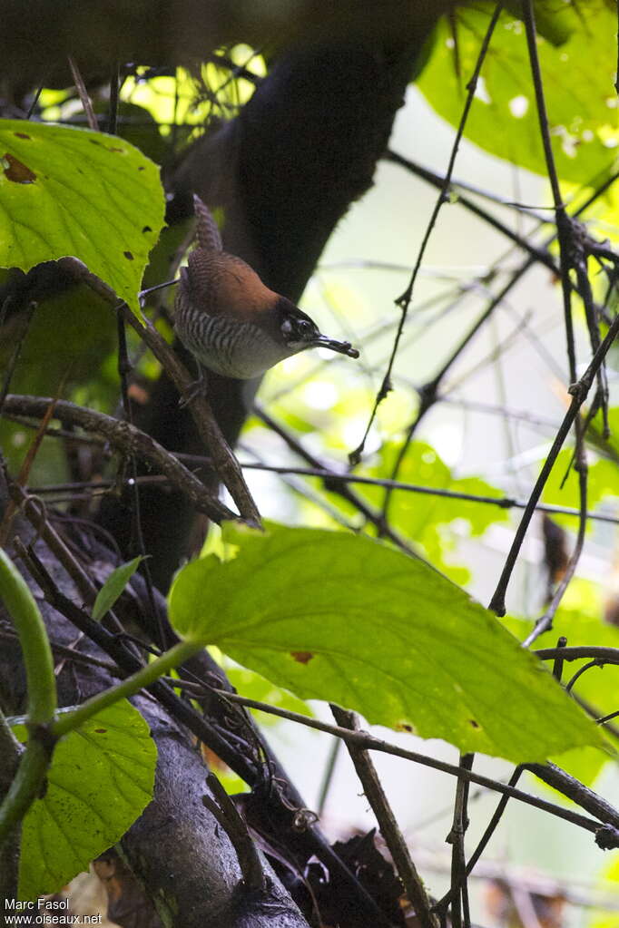 Bay Wrenadult, feeding habits, Behaviour