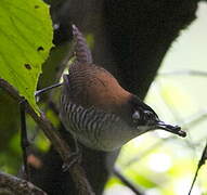 Bay Wren