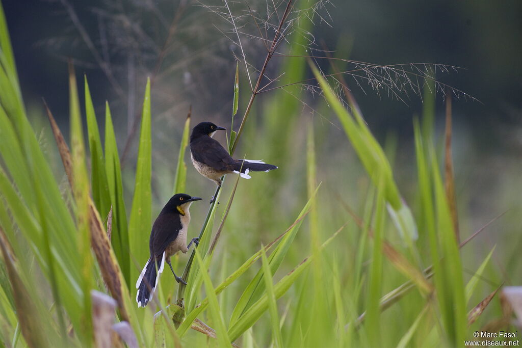 Black-capped Donacobius adult, identification, Behaviour