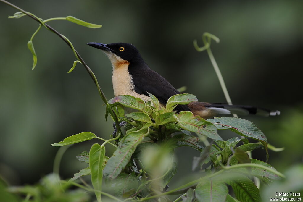 Black-capped Donacobiusadult, identification