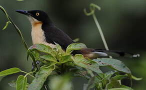 Black-capped Donacobius