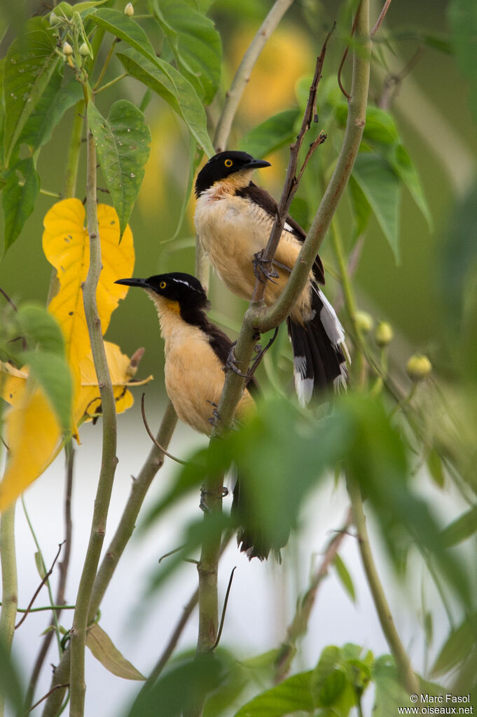 Black-capped Donacobiusadult