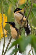 Black-capped Donacobius