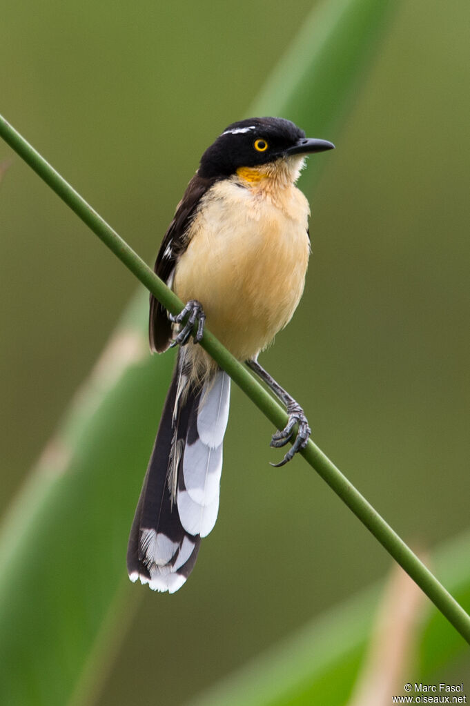 Black-capped Donacobiusadult, identification