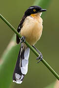 Black-capped Donacobius